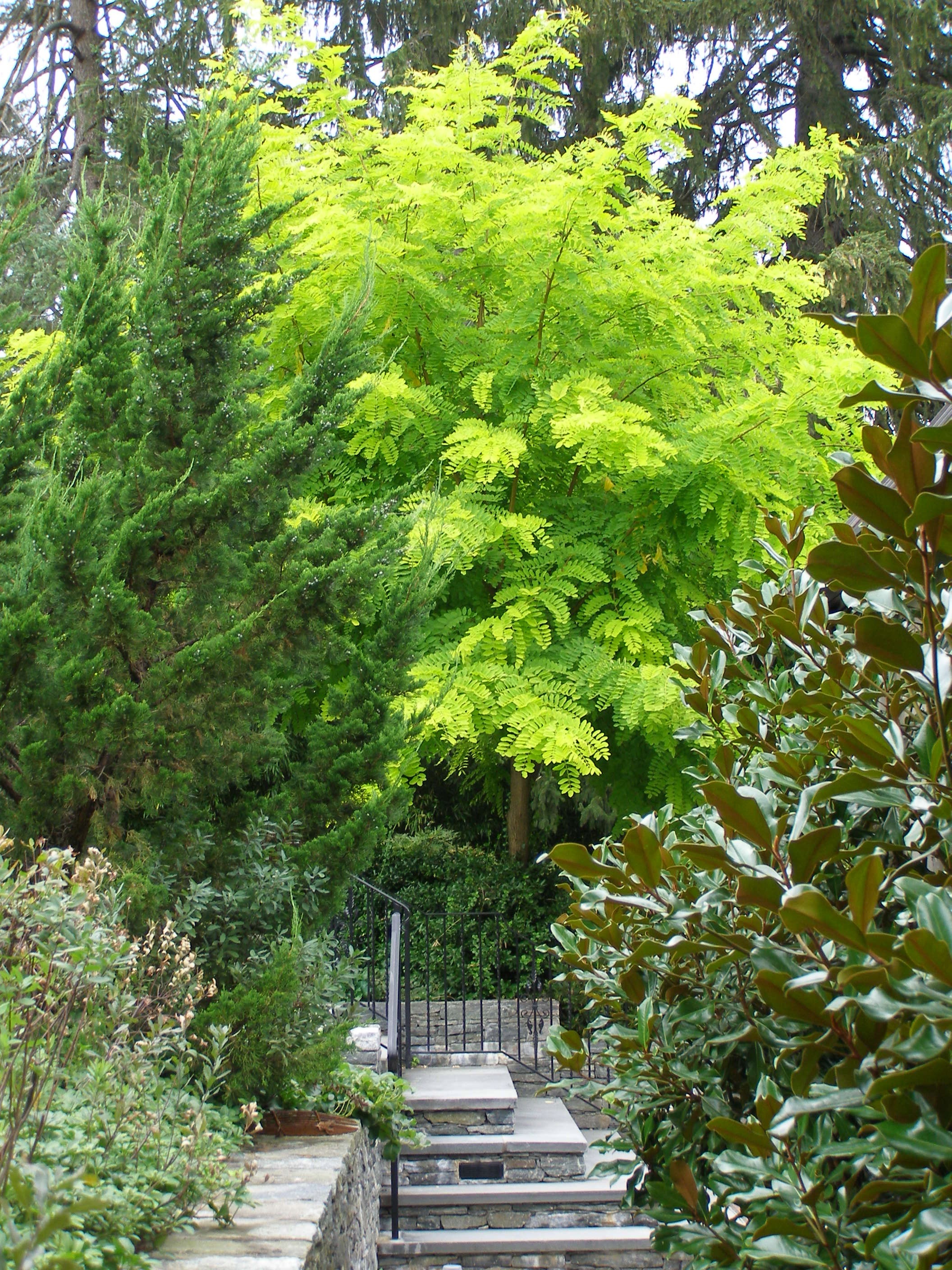 Bee-Wary Walkway to Robinias (1).JPG