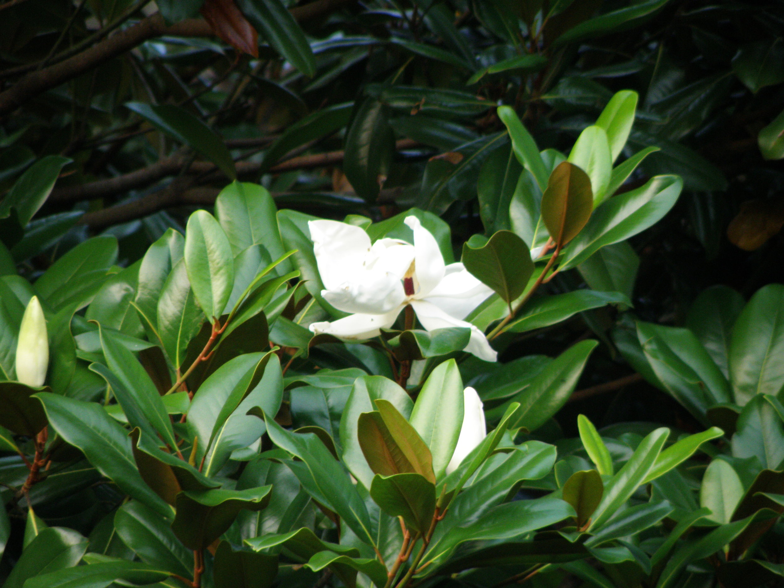 Village-Charm Southern Magnolia (1).JPG